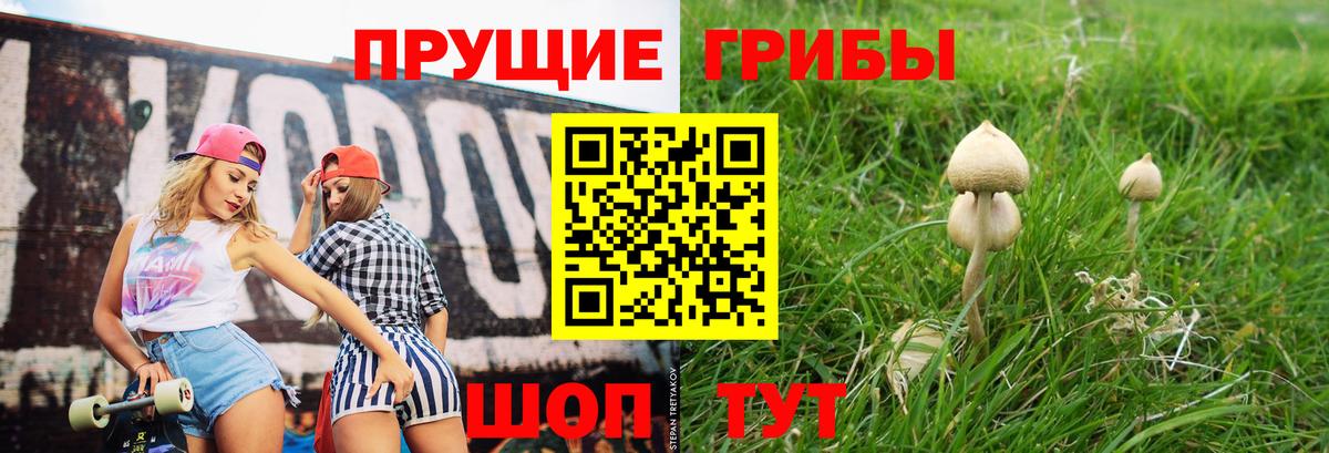 Псилоцибиновые грибы Psilocybe Полысаево